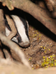 Badger_ AGTO169