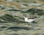 Red-necked Phalarope (juvenile) feeding, Farmoor