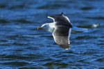 Lesser Black-backed Gull in flight at Farmoor