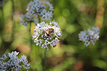BV6R8284  BEE IN THE EDIBLE GARDEN AUG 2016 copy