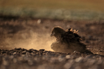 Striated Caracara having dust bath, Steeple Jason