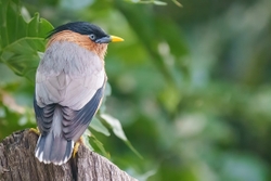 Brahminy Starling