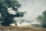Lion and buffaloes