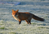 Red Fox