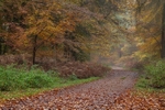 Down the Forest Track