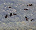 Glossy Ibis