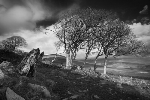 Beech trees catching the evening sunlight.