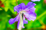 Green Veined White Butterfly on Geranium - DSC_9182