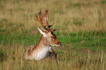 Fallow Deer
