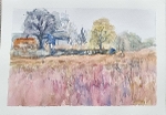 Cambridgeshire Lavender