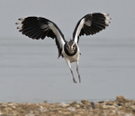Lapwing (juvenile) coming in to land at Otmoor's northern lagoon
