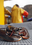 HCF005: Lobster and fishermen