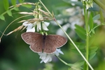 Ringlet
