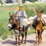 Man with mules, Andalusia, Spain