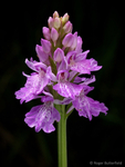 Heath Spotted-orchid (02)