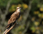Osprey perched at Rothiemurchus