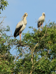 Asian Openbill on tree, Gao Giong, Vietnam