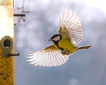 No.0047. Great Tit appraoching garden feeder