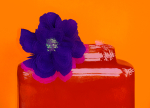 week 1: bold and bright