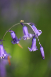 Bluebells   _ WOOD_017