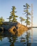LMusktrees28web