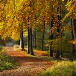 Woodland Walk