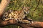 Jaguar (female) resting in tree, Corixo Negro, Brazil