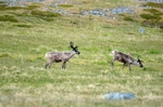 Reindeer