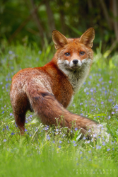 Red Fox