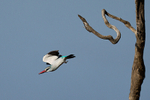 Woodland Kingfisher