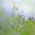 Summer Blue
