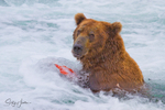 Bear Eating Fish 2