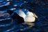 Eider (male)