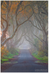 The Misty Dark Hedges (IMG0952)