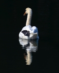 No.0039. Lone Swan
