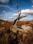 Wharncliffe Chase (03)