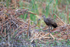 Limpkin standing on one leg, Harns Marsh, Florida