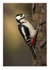Woodpecker