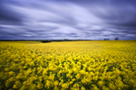 Spring Movement