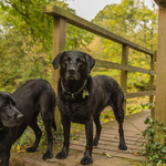 Black Labradors at Kings Meaburn