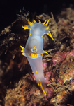 Polycera faroensis