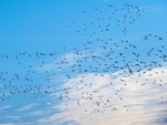 Lapwings