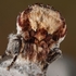 Buff tip ( Phalera bucephala)