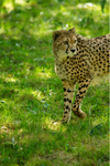 Cheetah - Anika