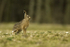 Brown Hare