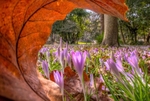 z4351 When Two Seasons Meet, Tower Cottage Gardens, Shanklin