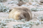 Southern Elephant Seal sleeping, Sea Lion Island, Falklands