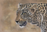 Leopard Portrait