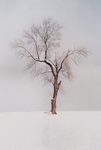 TheTree2007Layer19