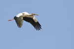 Wood Stork